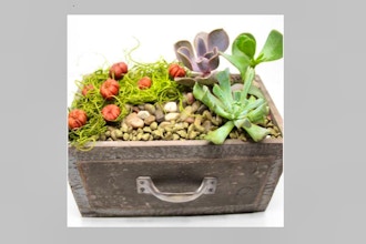 Plant Nite: Pumpkin Patch Succulents in Rustic Drawer